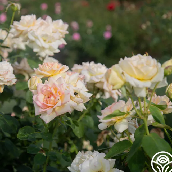 The Lady>Heirloom Roses Best