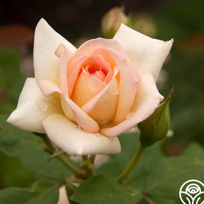 The Lady>Heirloom Roses Best