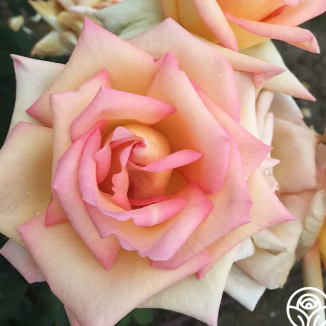 The Lady>Heirloom Roses Best