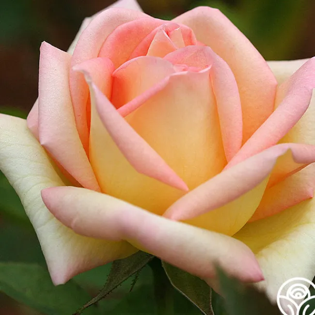 The Lady>Heirloom Roses Best