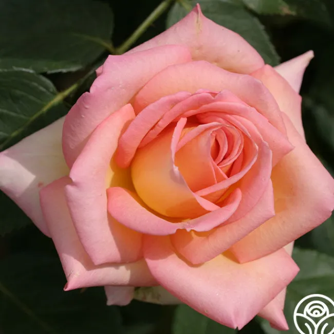 The Lady>Heirloom Roses Best