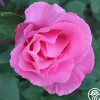 The McCartney Rose™>Heirloom Roses New
