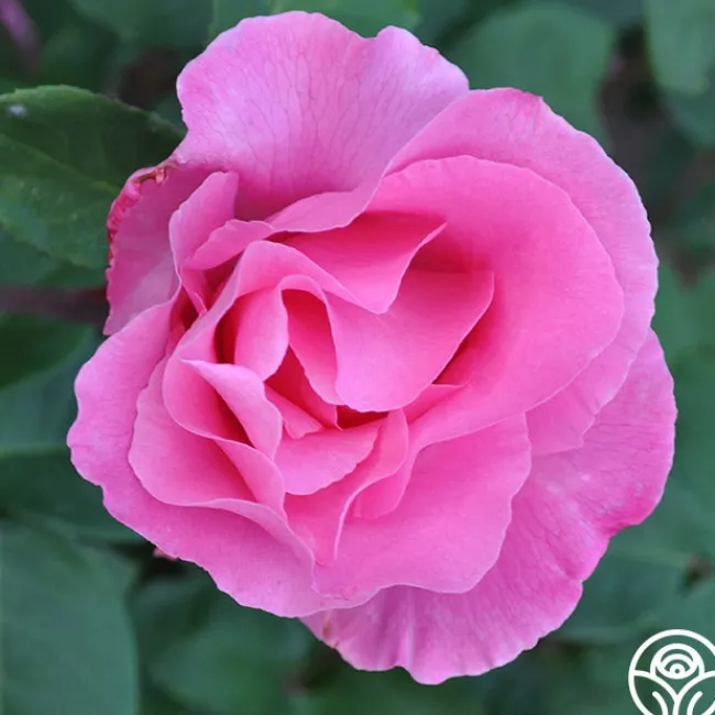 The McCartney Rose™>Heirloom Roses New