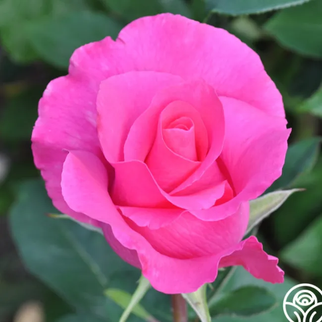 The McCartney Rose™>Heirloom Roses New