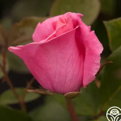 The McCartney Rose™><noscript><img width=