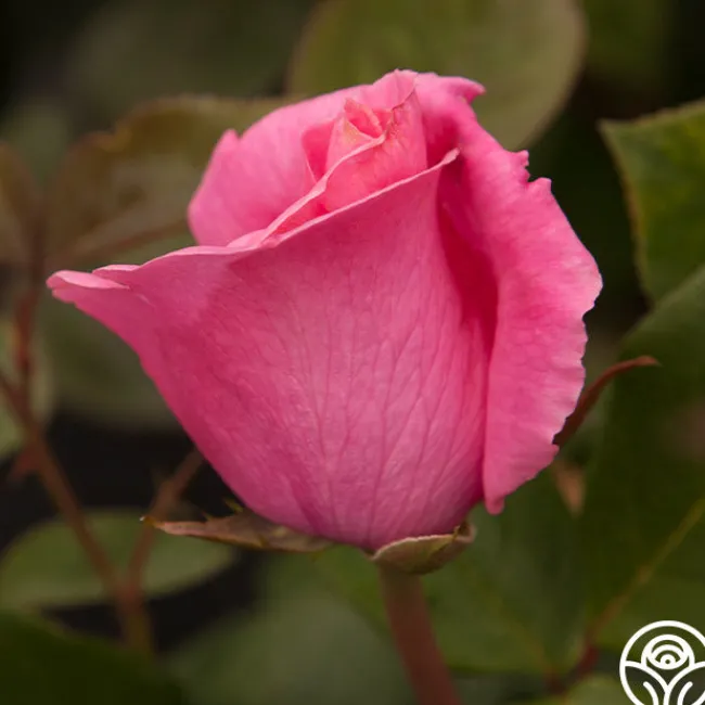 The McCartney Rose™>Heirloom Roses New