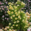 The Pilgrim®>Heirloom Roses Hot