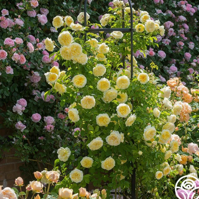 The Pilgrim®>Heirloom Roses Hot