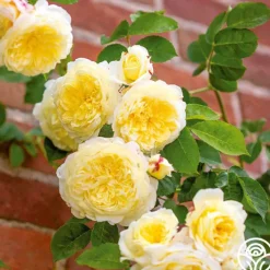 The Pilgrim®>Heirloom Roses Hot