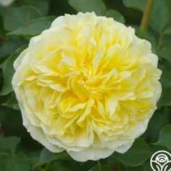 The Pilgrim®><noscript><img width=