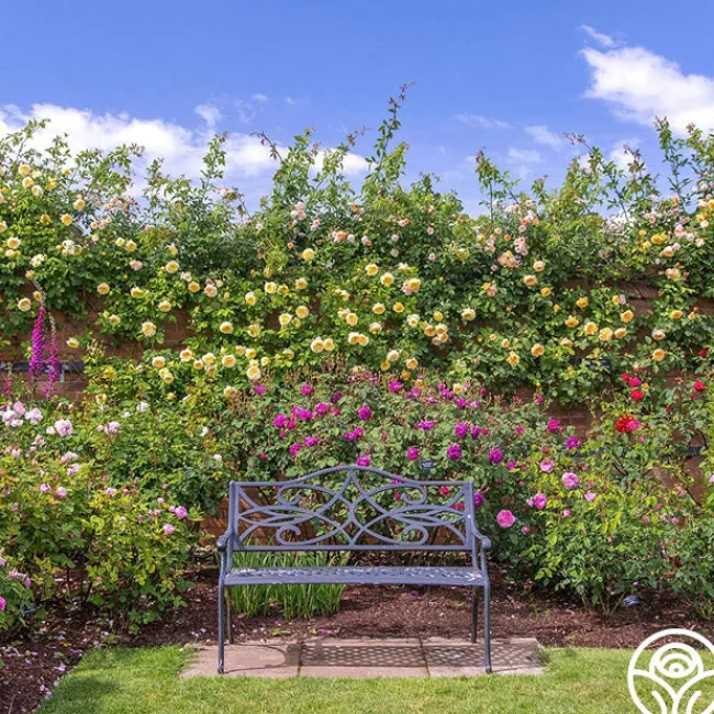 The Pilgrim®>Heirloom Roses Hot