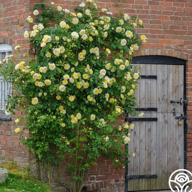 The Pilgrim®>Heirloom Roses Hot