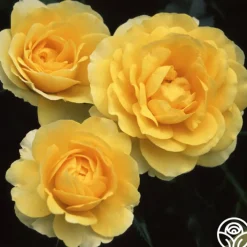 The Poet™>Heirloom Roses Best