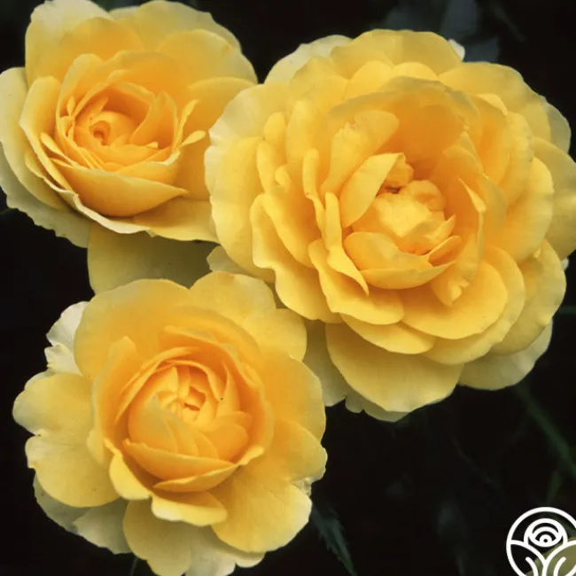 The Poet™>Heirloom Roses Best