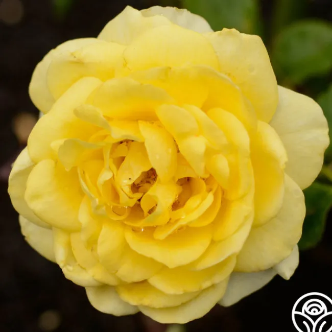 The Poet™>Heirloom Roses Best