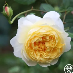 The Poet's Wife><noscript><img width=