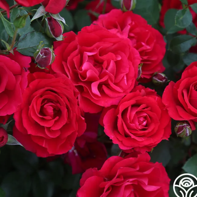 The Prince's Trust™>Heirloom Roses Clearance