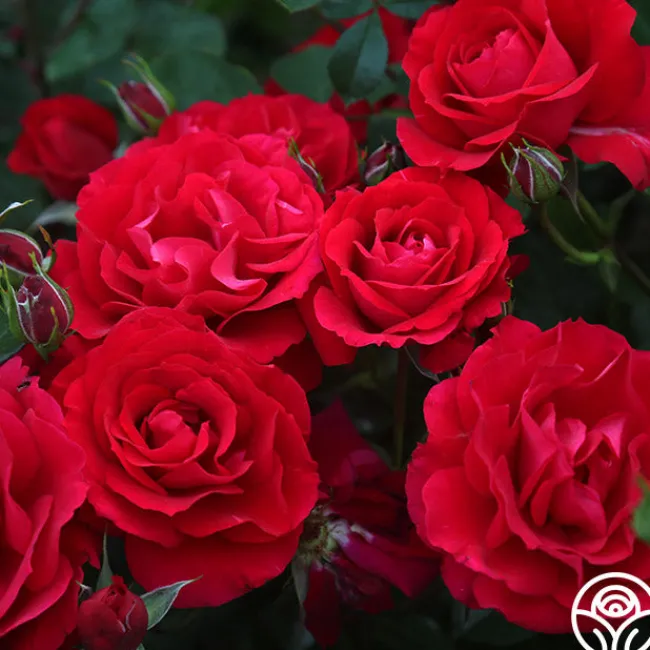 The Prince's Trust™>Heirloom Roses Clearance
