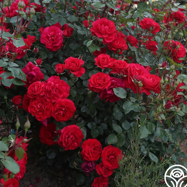 The Prince's Trust™>Heirloom Roses Clearance