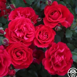 The Prince's Trust™><noscript><img width=