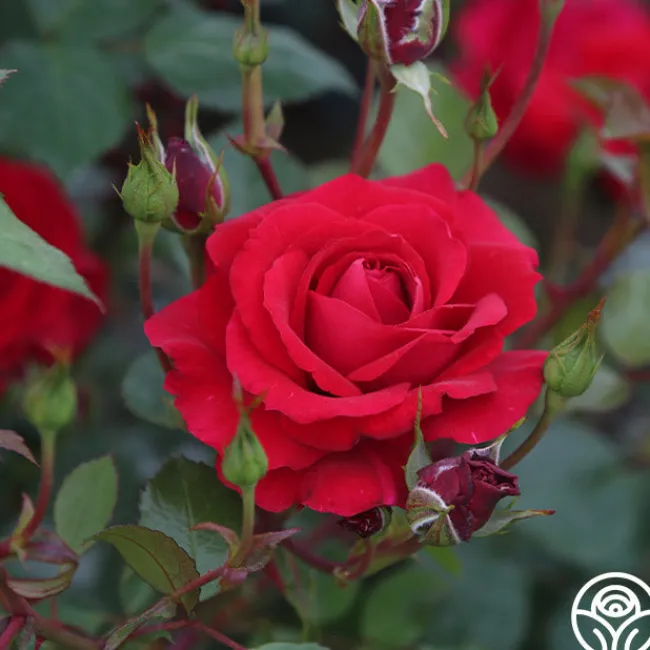 The Prince's Trust™>Heirloom Roses Clearance