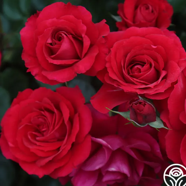 The Prince's Trust™>Heirloom Roses Clearance