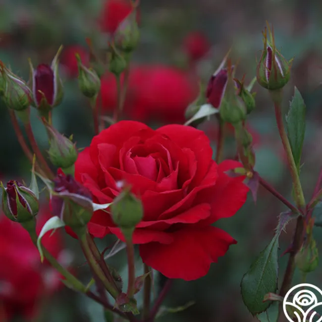 The Prince's Trust™>Heirloom Roses Clearance