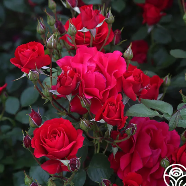 The Prince's Trust™>Heirloom Roses Clearance