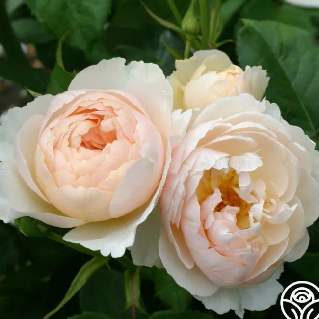 The Shepherdess™>Heirloom Roses Online