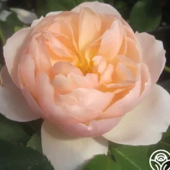The Shepherdess™>Heirloom Roses Online