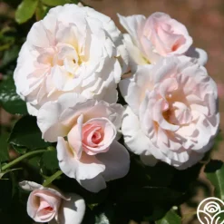 The Soham Rose™>Heirloom Roses Sale
