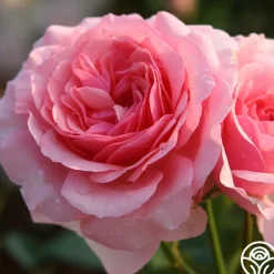 Thornbury Castle™>Heirloom Roses Online