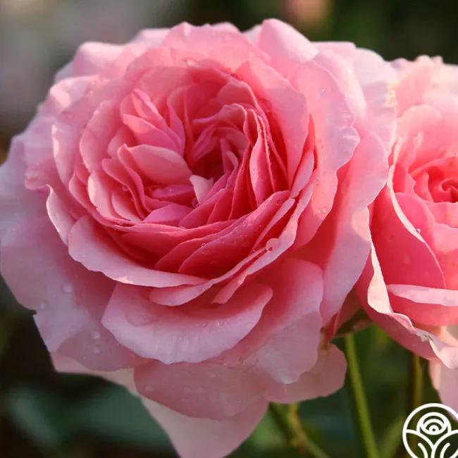 Thornbury Castle™>Heirloom Roses Online