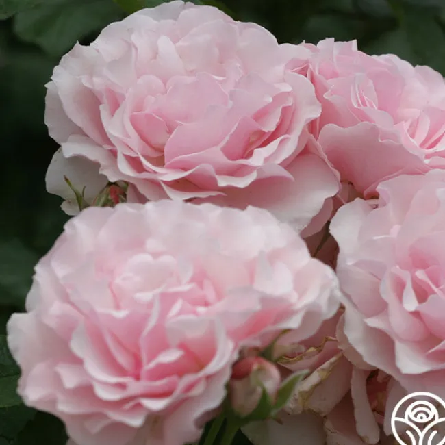 Thornbury Castle™>Heirloom Roses Online
