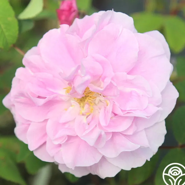 Thérèse Bugnet>Heirloom Roses Online