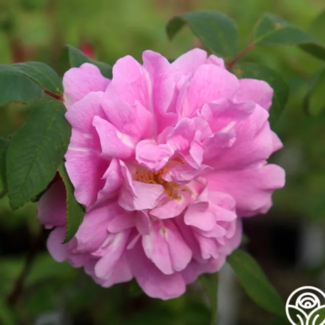 Thérèse Bugnet>Heirloom Roses Online