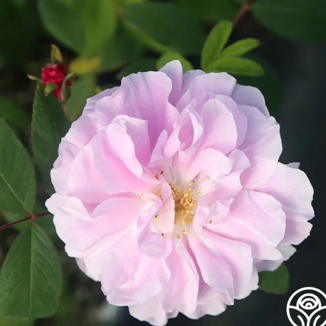Thérèse Bugnet>Heirloom Roses Online