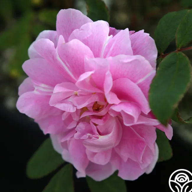 Thérèse Bugnet>Heirloom Roses Online