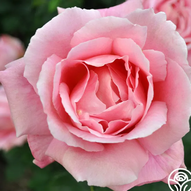 Tiffany>Heirloom Roses
