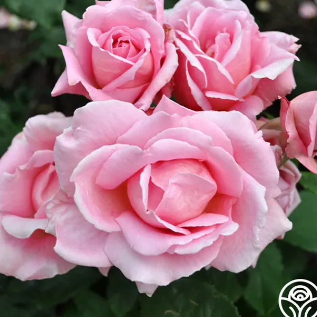 Tiffany>Heirloom Roses