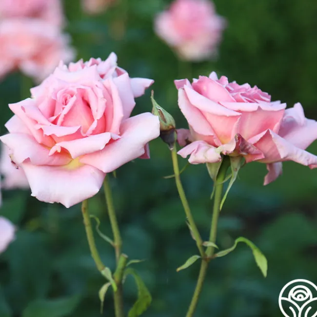 Tiffany>Heirloom Roses
