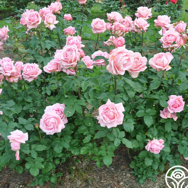Tiffany>Heirloom Roses