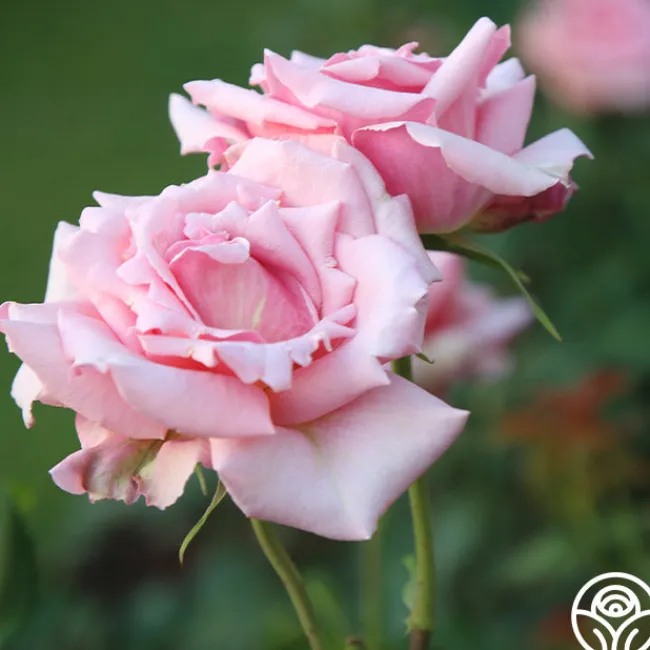 Tiffany>Heirloom Roses