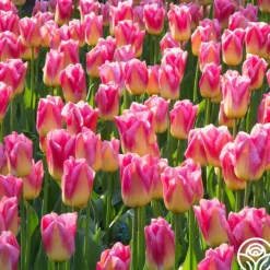 Tom Pouce>Heirloom Roses Outlet