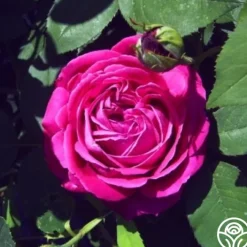 Tom Wood>Heirloom Roses Hot