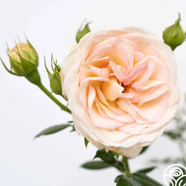 Top Cream™>Heirloom Roses Hot