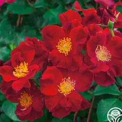 Top Gun>Heirloom Roses Outlet