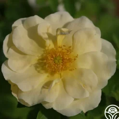 Topaz Jewel>Heirloom Roses Sale