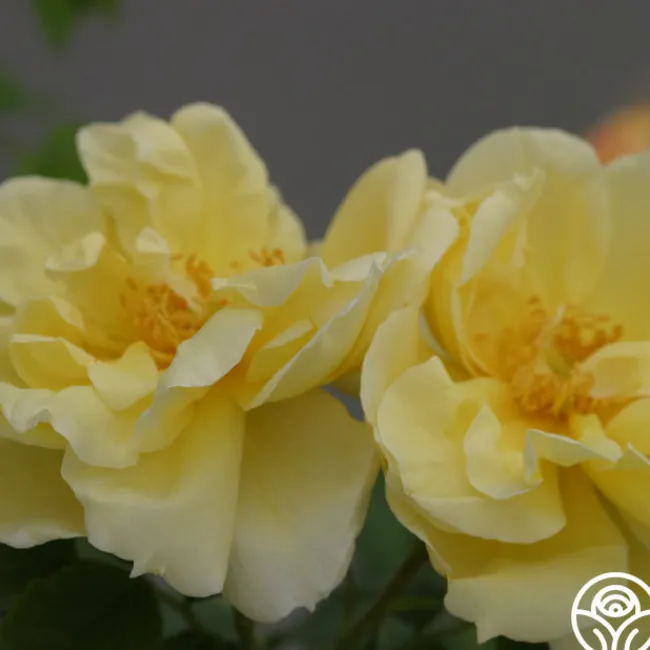 Topaz Jewel>Heirloom Roses Sale