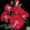 Topsy Turvy™>Heirloom Roses Outlet